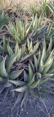 Agave angustiarum