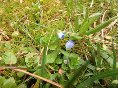 Veronica persica