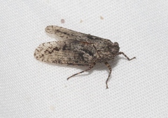 Alphina glauca