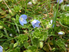 Veronica persica