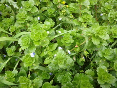 Veronica persica