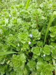 Veronica persica