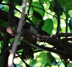 Pheugopedius genibarbis