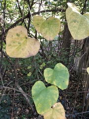 Aristolochia macrophylla