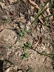 Noccaea caerulescens