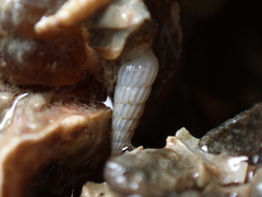 Turbonilla lactea