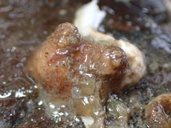 Pyura microcosmus