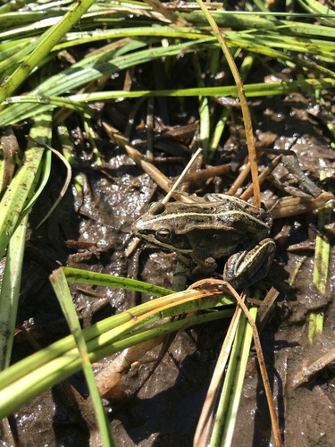 Wood Frog photographed in Wyoming