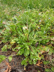 Calepina irregularis