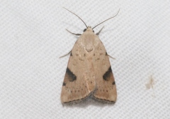 Micrathetis costiplaga