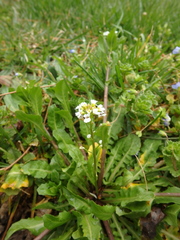 Calepina irregularis