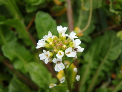 Calepina irregularis