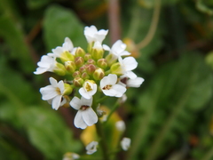 Calepina irregularis