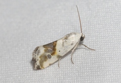 Acontiinae