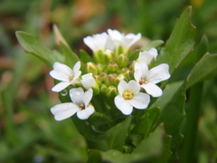 Calepina irregularis