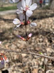 Prunus