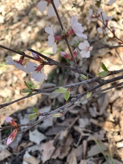 Prunus
