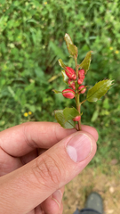 Plagiotrochus quercusilicis