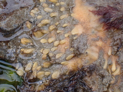 Polymastia penicillus