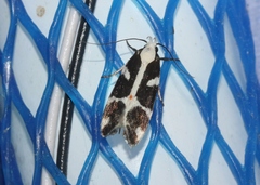 Epilechia catalinella