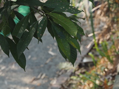 Lithocarpus brevicaudatus