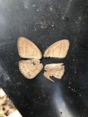 Nhambikuara cerradensis