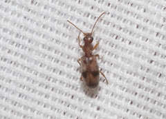 Notoxus photus