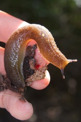 Pseudaneitea