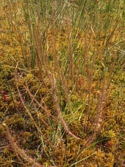 Drosera filiformis