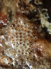 Cryptosula pallasiana