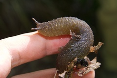 Pseudaneitea