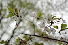 Prunus × yedoensis