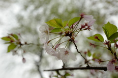 Prunus × yedoensis