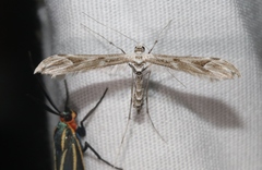 Oidaematophorus phaceliae