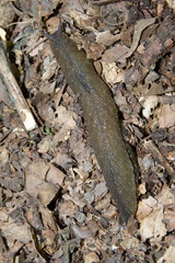 Pseudaneitea