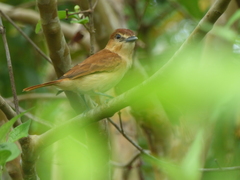 Pachyramphus cinnamomeus