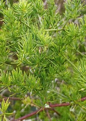 Asparagus multiflorus