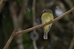 Piprites chloris