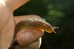 Pseudaneitea
