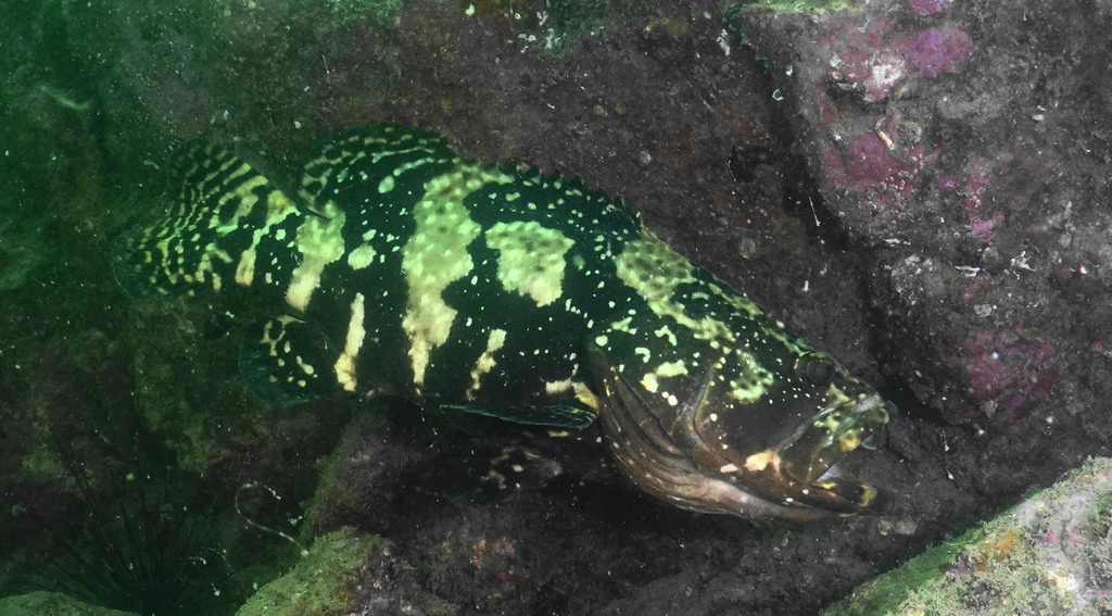 Flowery Rockcod × Giant Grouper