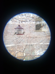 Haemorhous mexicanus