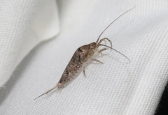 Mesomachilis