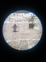 Haemorhous mexicanus