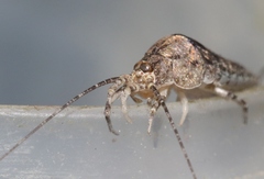 Mesomachilis