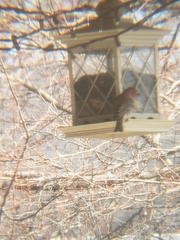 Haemorhous mexicanus