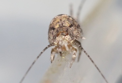 Mesomachilis