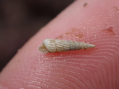 Turbonilla lactea