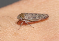 Marganana suilla