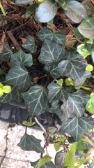Hedera helix