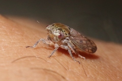 Marganana suilla